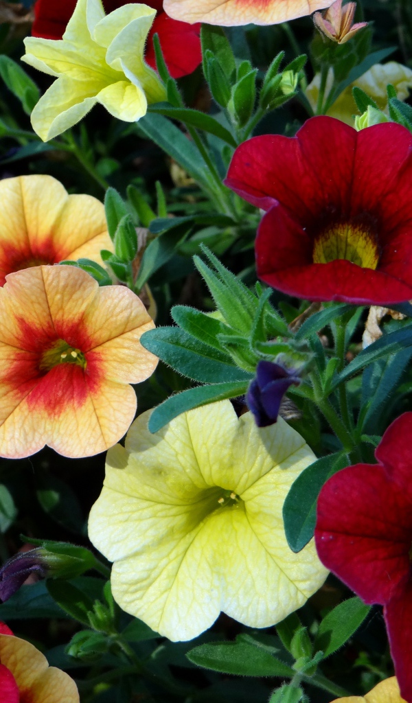 Красивые разноцветные садовые цветы петунии 