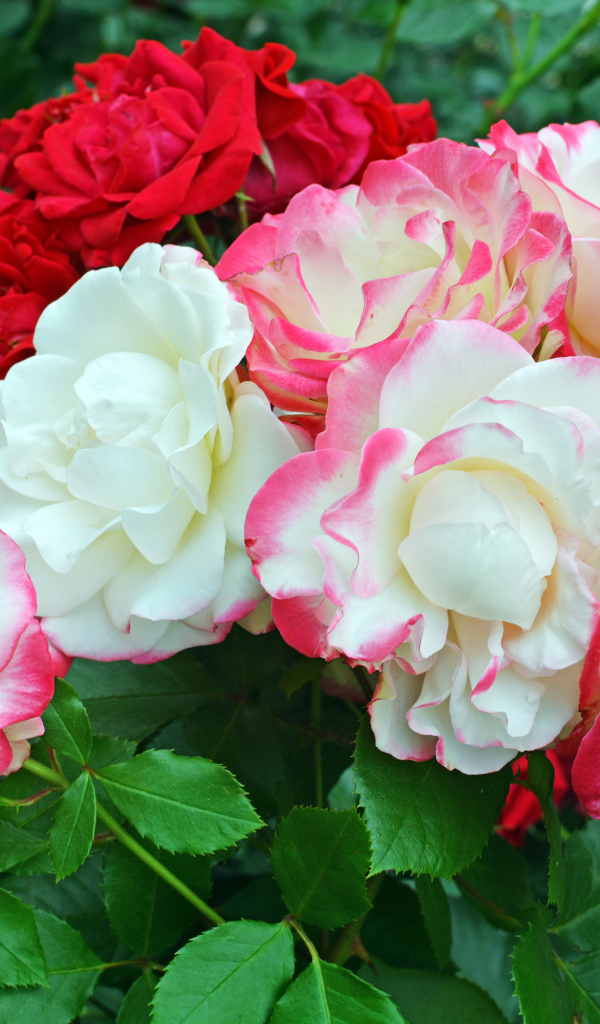 Красивые разноцветные садовые розы на клумбе 