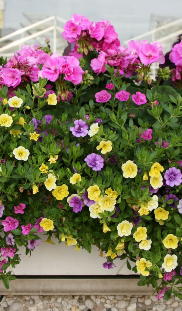 Красивые разноцветные петунии в горшках на балконе