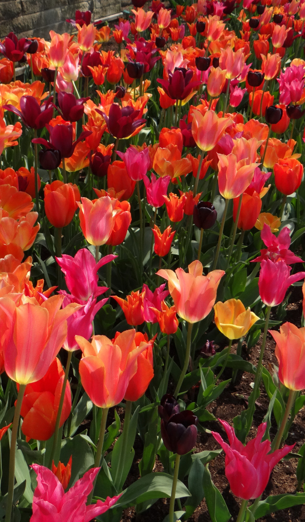 Красивые разноцветные тюльпаны на клумбе вблизи