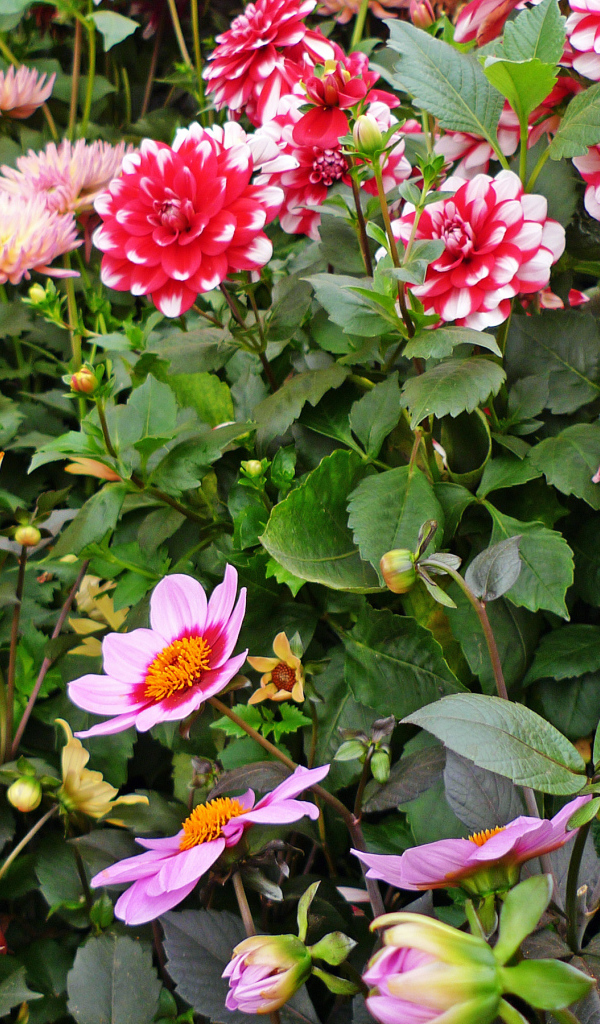 Красивые разноцветные георгины на клумбе