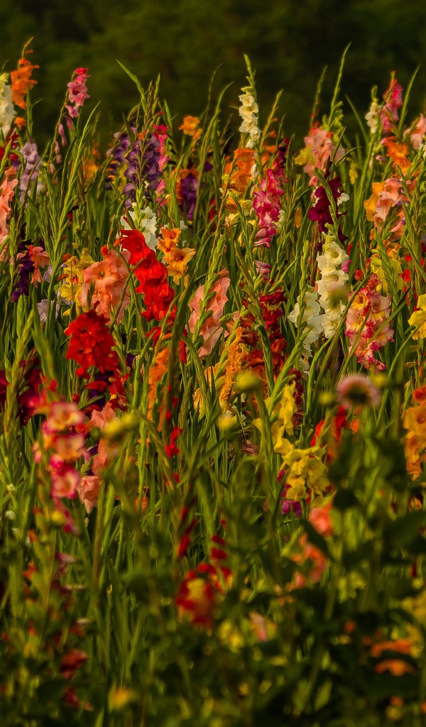 Красивые разноцветные гладиолусы в поле