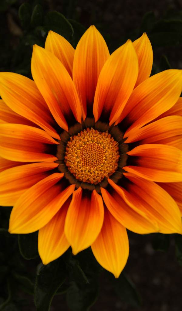 Красивый оранжевый цветок Газания 