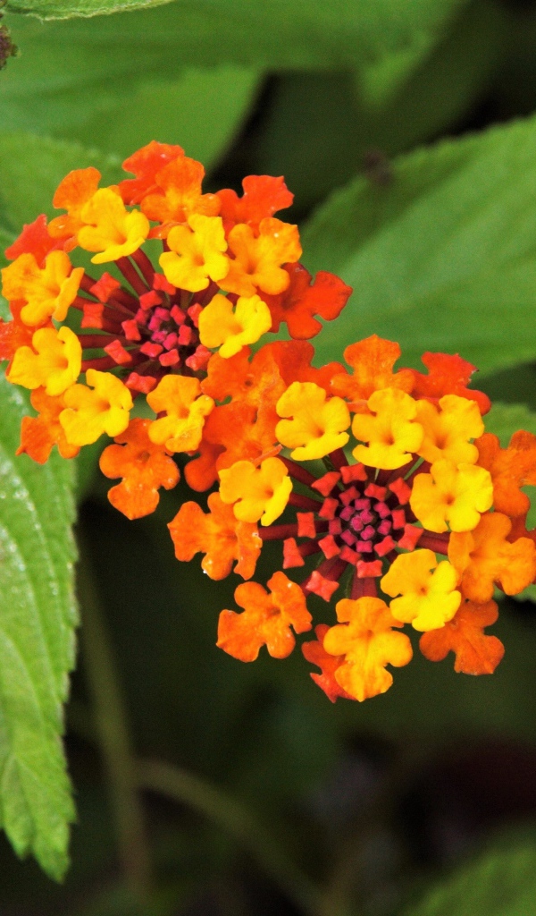 Красивый оранжевый цветок Лантана сводчатая