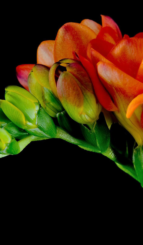 Красивые оранжевые цветы Фрезия 