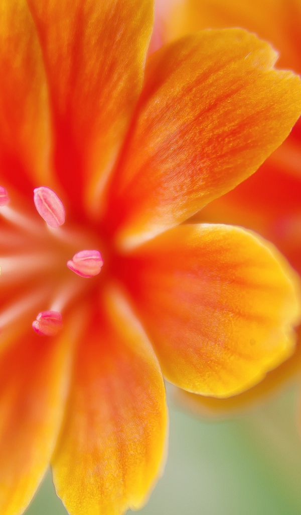 Красивые оранжевые цветы левизия 