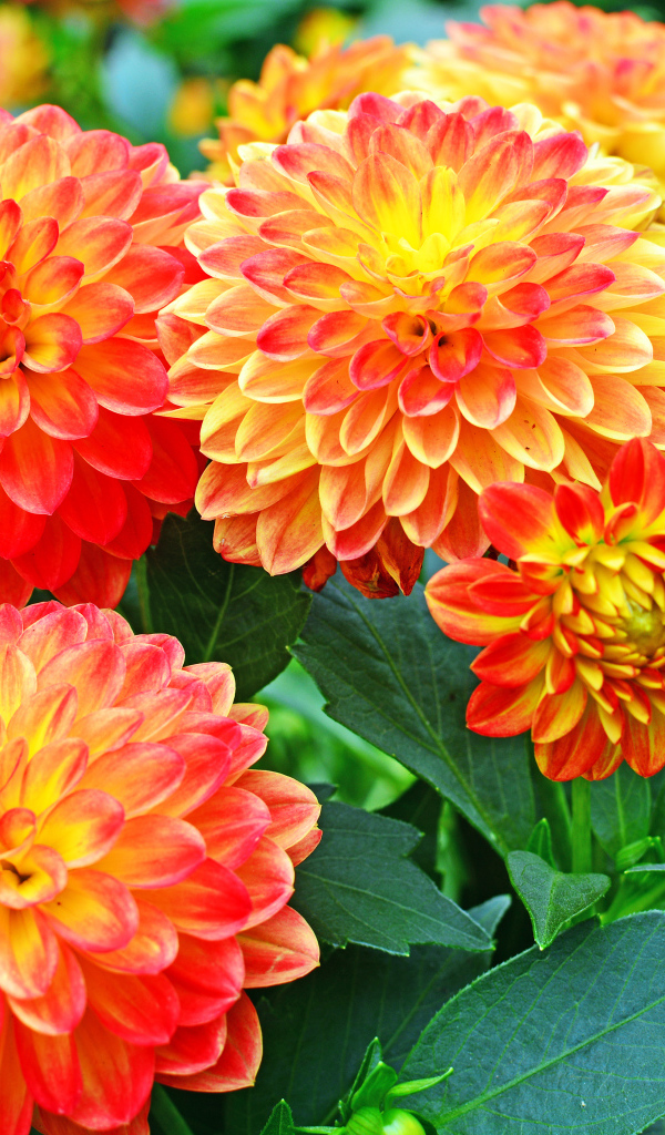 Красивые оранжевые цветы георгины 