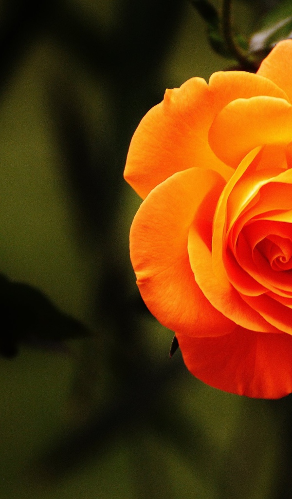 Красивая оранжевая роза крупным планом