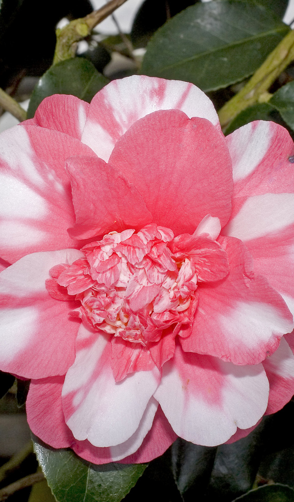 Красивый розово-белый цветок камелии с зелеными листьями