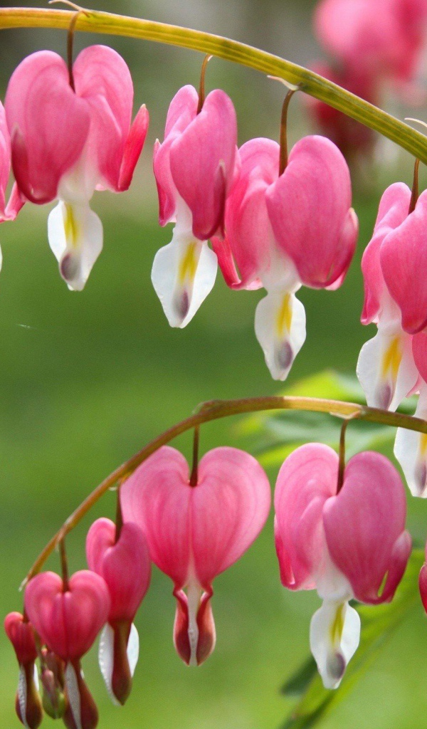 Красивые розовые с белым цветы дицентра