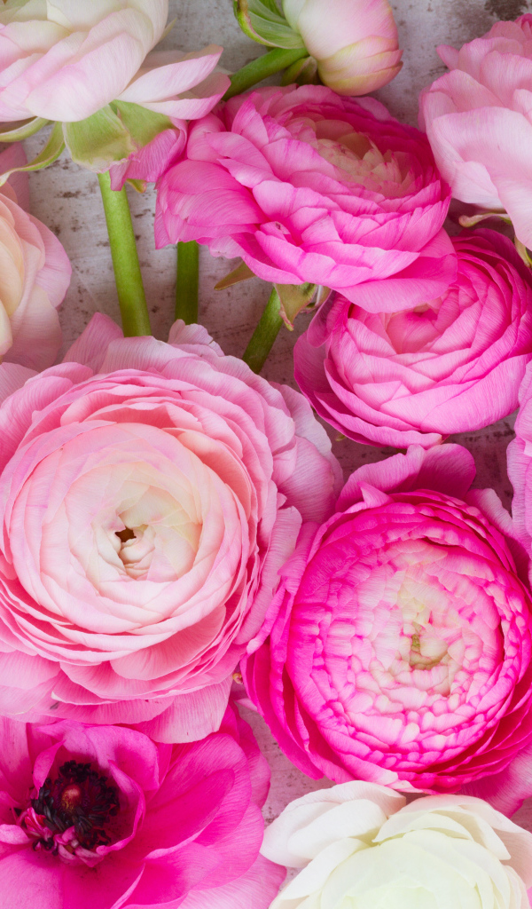 Красивые розовые цветы лютики крупным планом