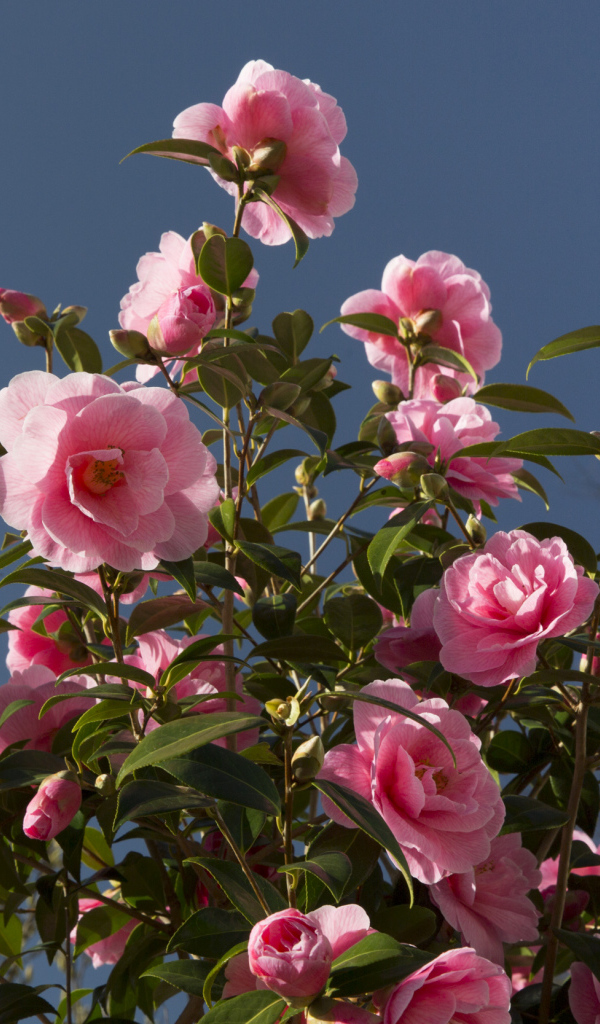 Красивый розовый куст цветов камелия 