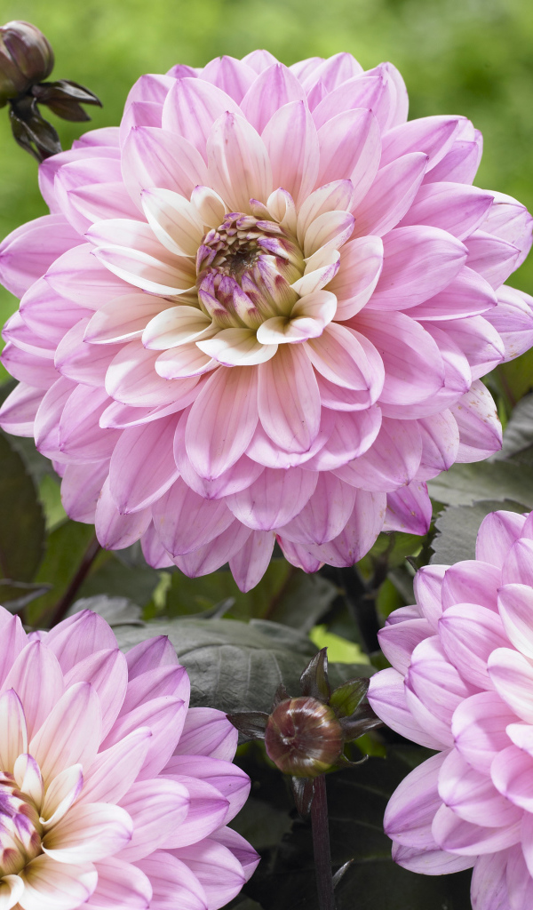 Красивые розовые георгины крупным планом