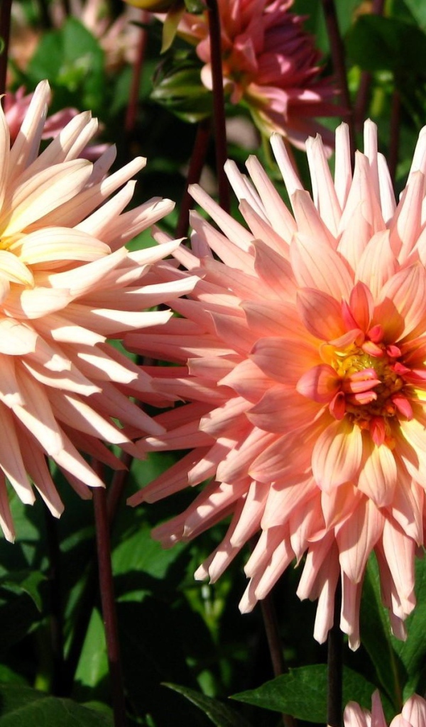 Красивые розовые георгины в лучах солнца на клумбе