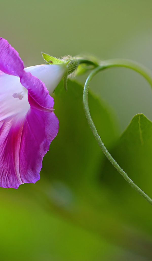 Красивый розовый цветок ипомея крупным планом 