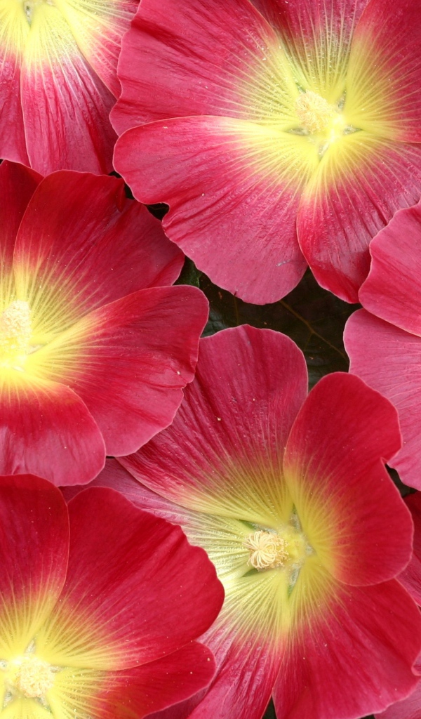 Красивые розовые цветы мальва 