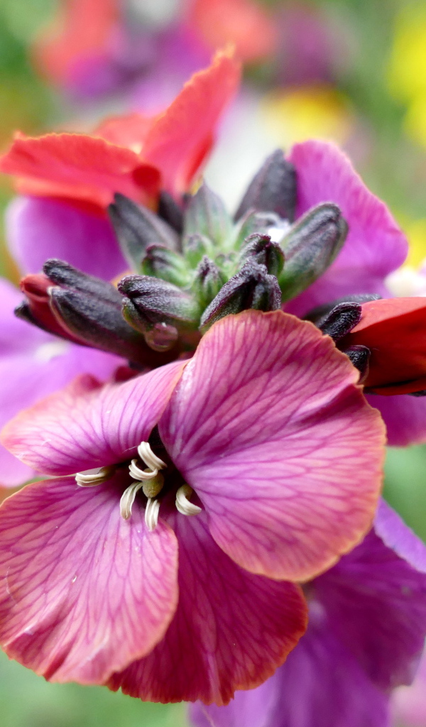 Красивый розовый садовый цветок крупным планом