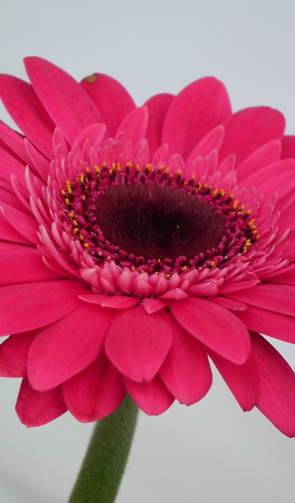 Красивый розовый цветок гербера крупным планом 