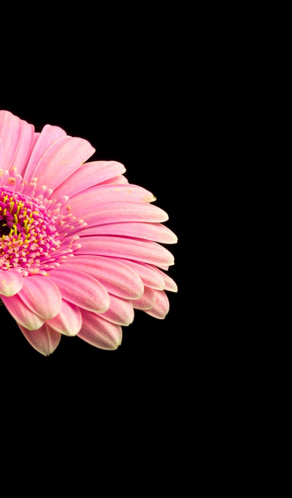 Красивая розовая гербера на черном фоне