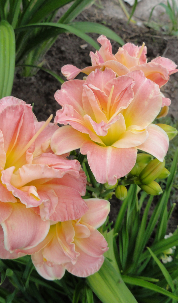 Красивые розовые лилии на клумбе