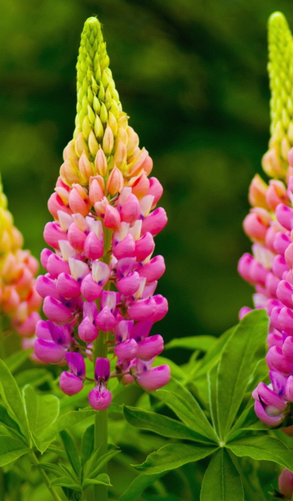 Красивые розовые люпины на клумбе 