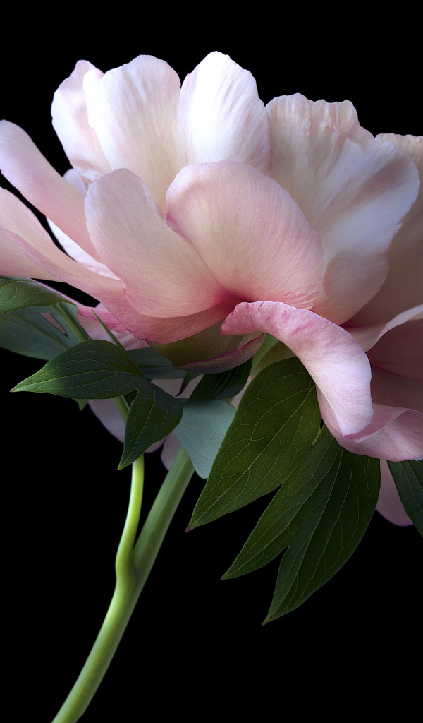 Красивый розовый пион крупным планом на черном фоне