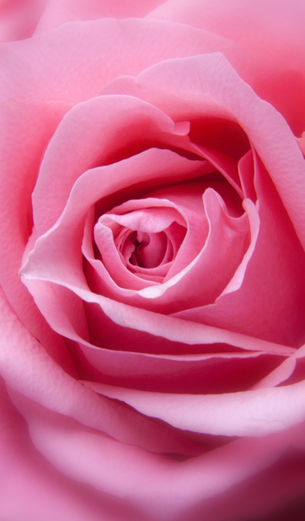 Бутон красивой розовой розы 