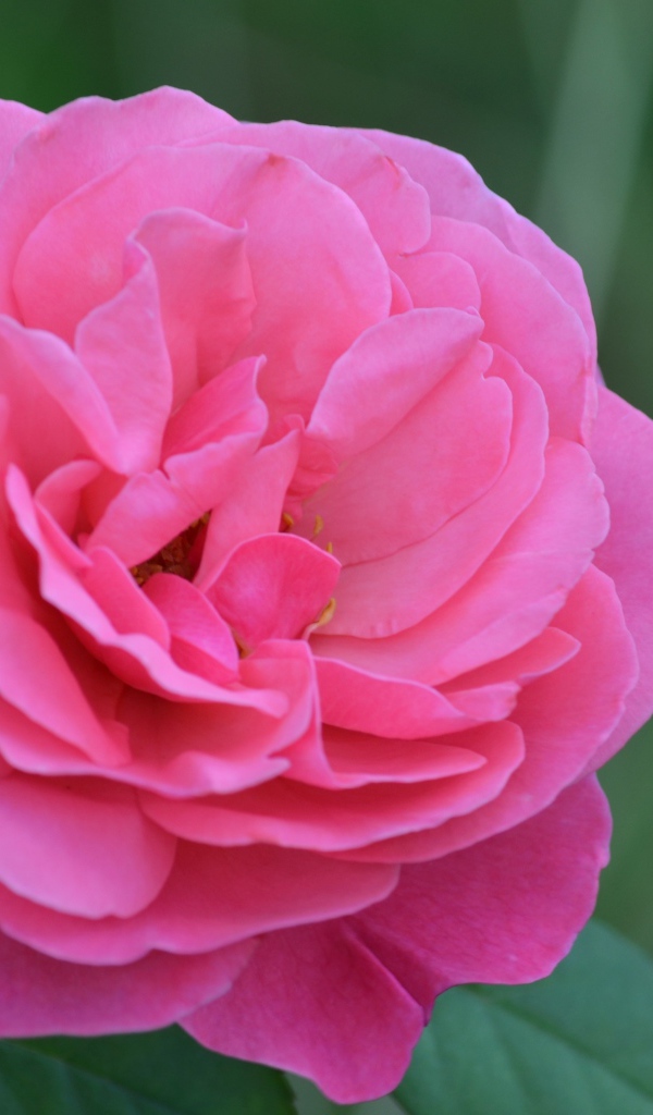 Красивая розовая роза крупным планом 