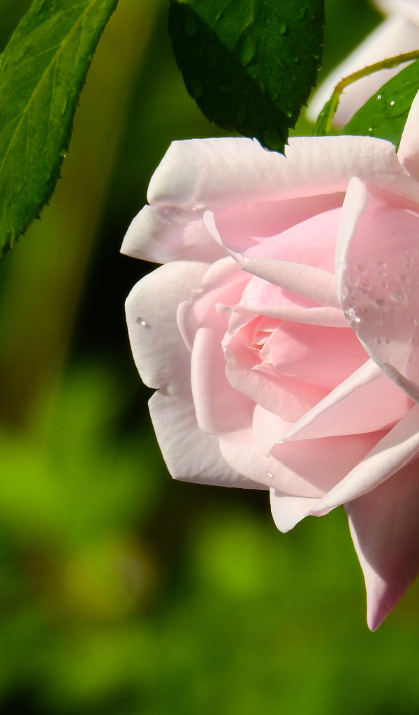 Красивая розовая роза в каплях росы крупным планом