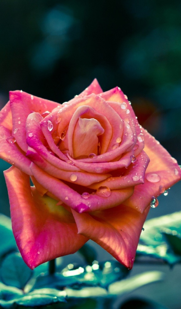 Красивая розовая роза в каплях росы 