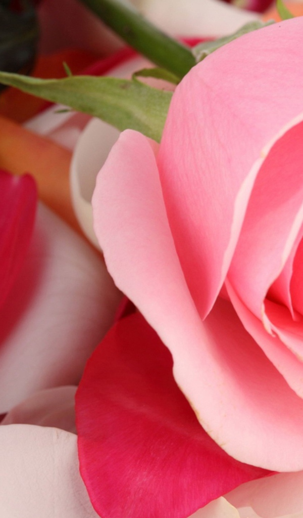 Красивая розовая роза лежит на лепестках 