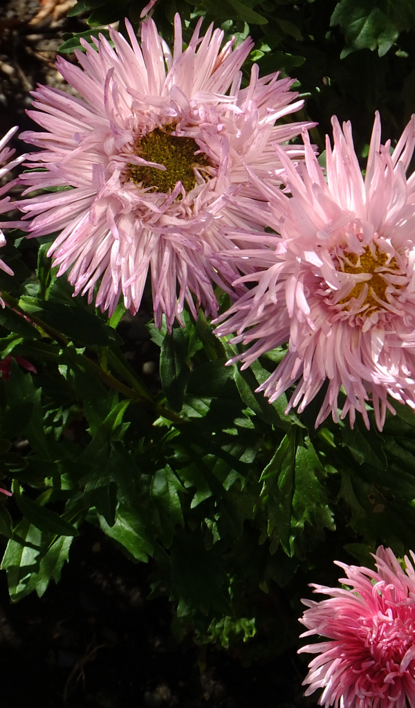 Красивые розовые розы на клумбе крупным планом