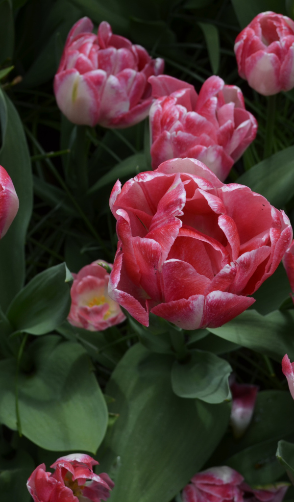 Красивые розовые тюльпаны вид сверху