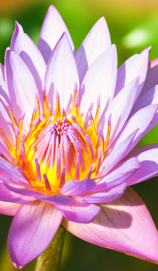 Красивый розовый цветок  водяной лилии крупным планом