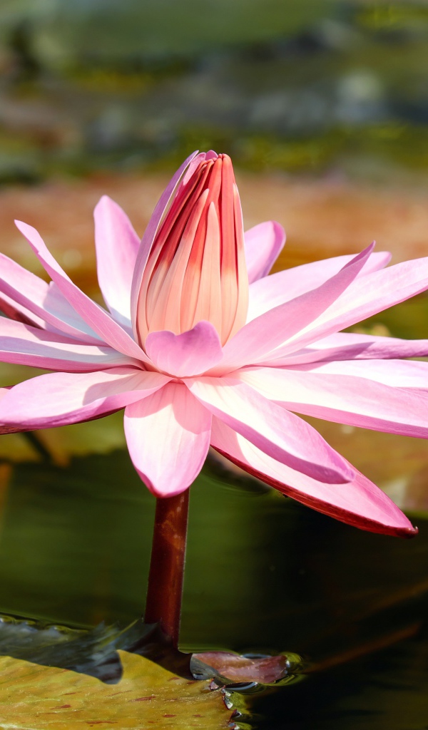 Красивая розовая водяная лилия в пруду