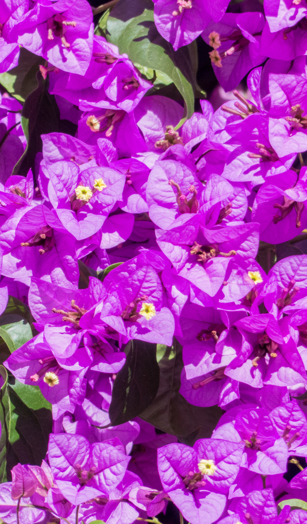 Красивые фиолетовые цветы бугенвиллия крупным планом