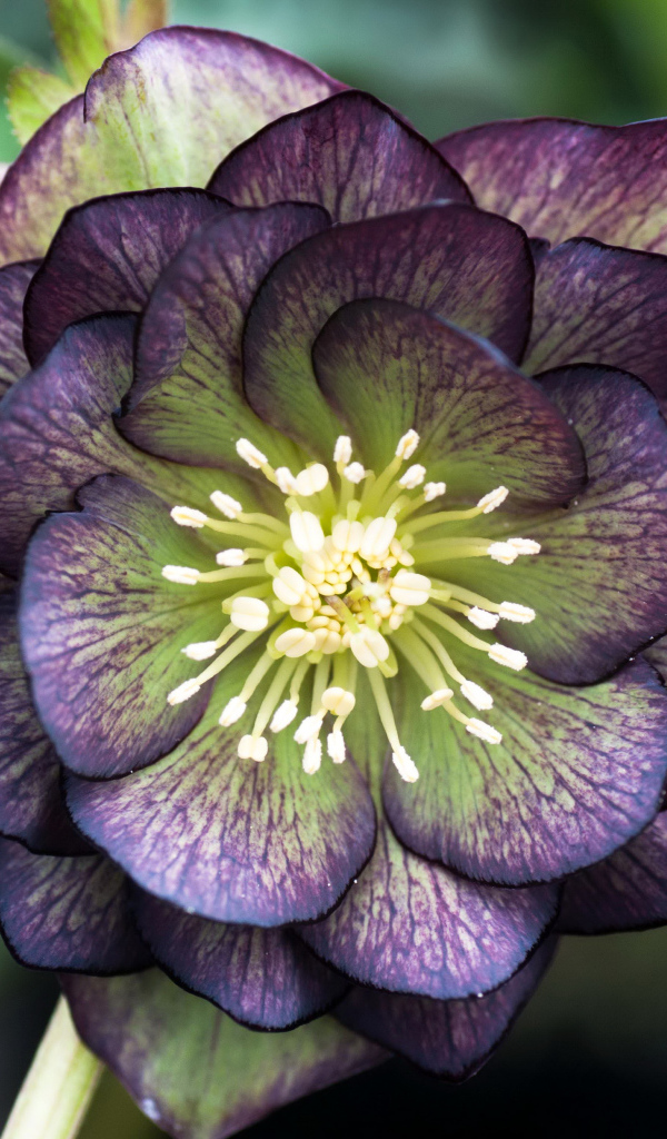 Красивый фиолетовый цветок морозник крупным планом 