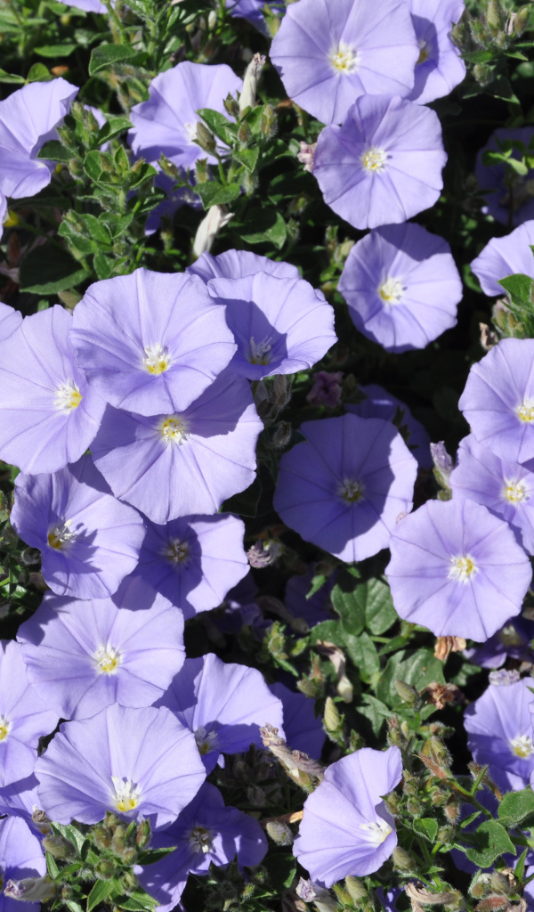 Красивые фиолетовые цветы петуния в саду