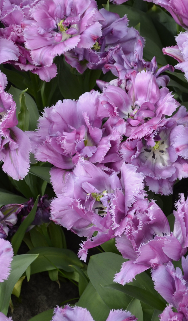 Красивые фиолетовые цветы тюльпаны крупным планом