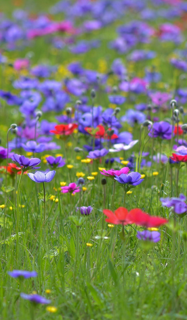 Красивые фиолетовые полевые цветы летом 