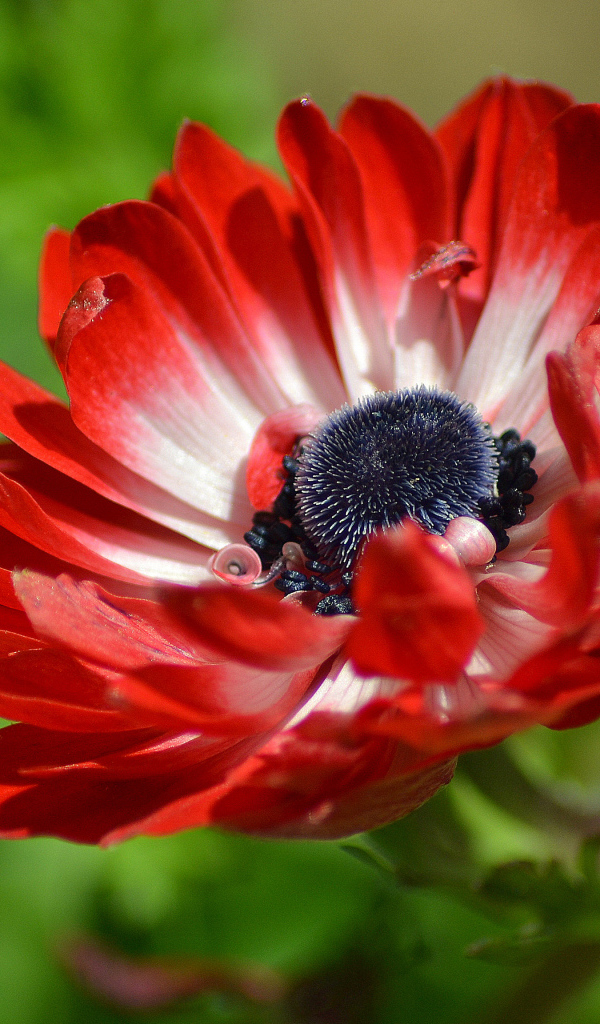 Красивый красный цветок Анемона крупным планом 