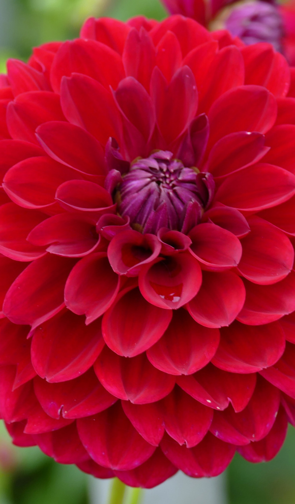 Красивый красный  цветок георгин