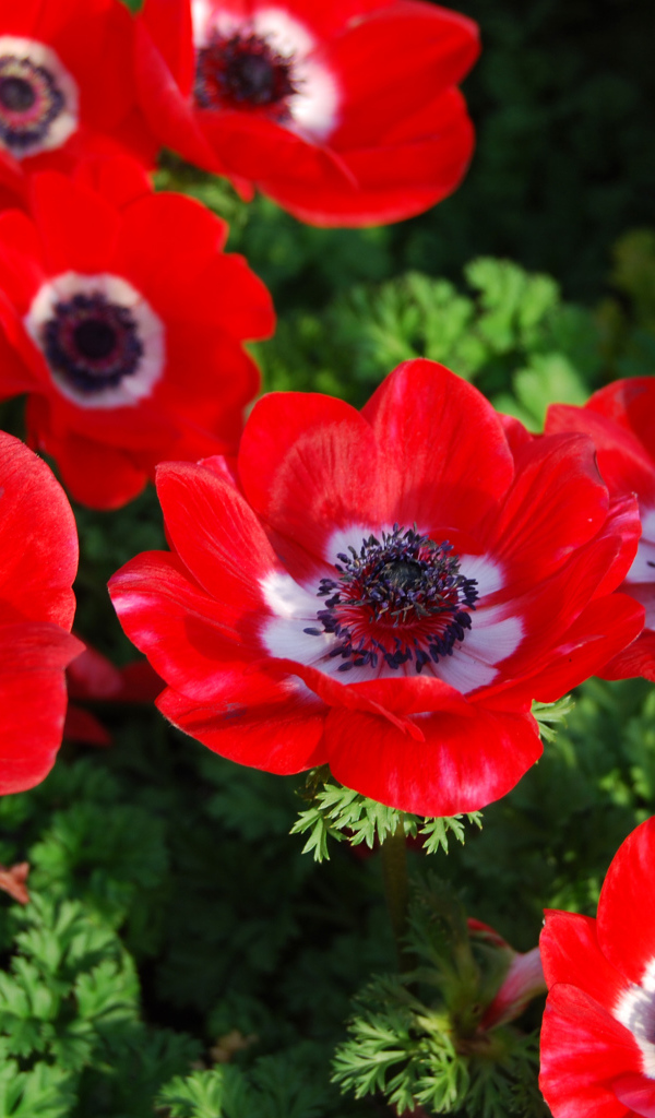 Красивые красные цветы Анемоны на клумбе