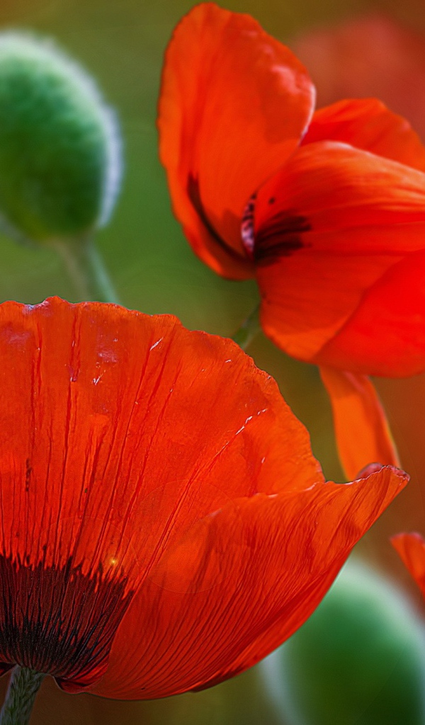 Красивые красные цветы маки 