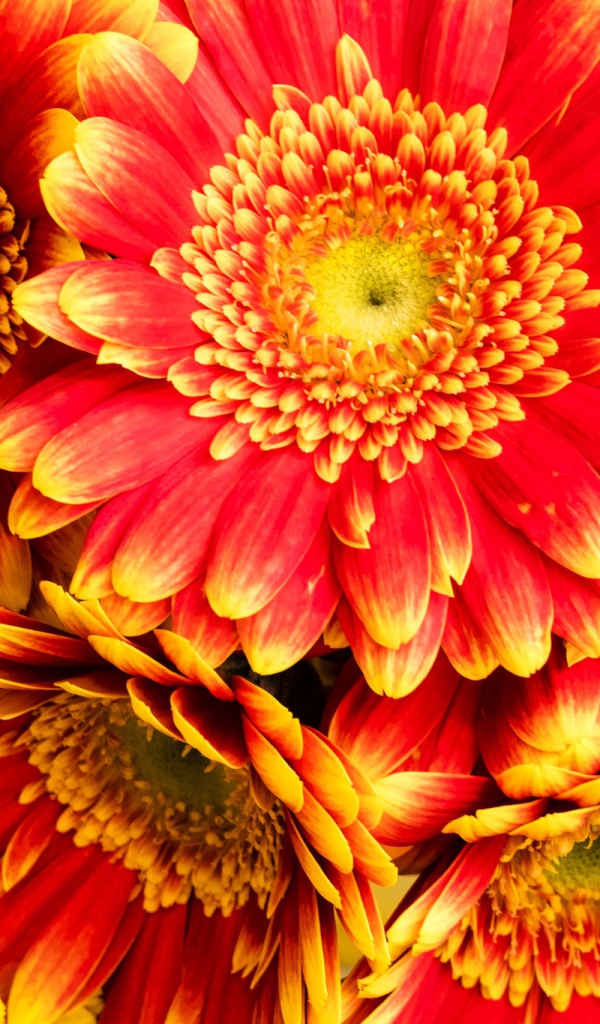 Красивые красные герберы 