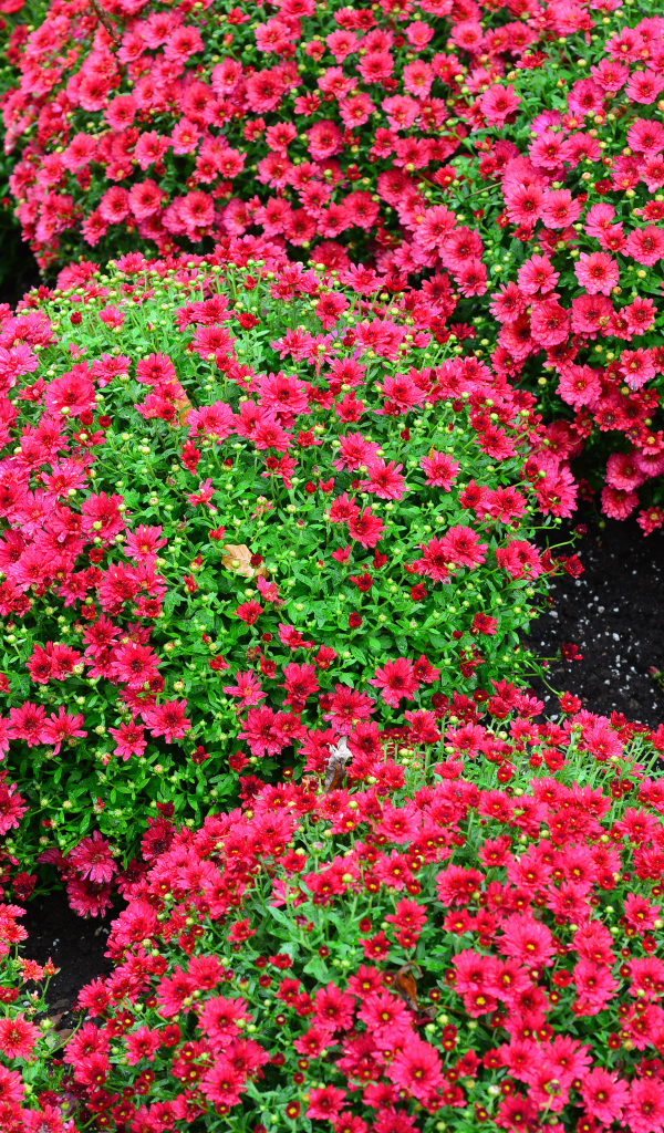 Красивые красные шаровидные хризантемы на клумбе