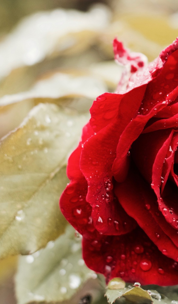 Красивая красная роза в капельках росы 