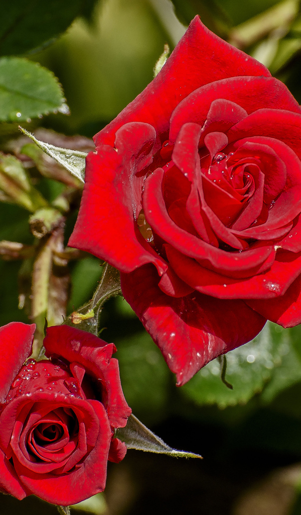 Красивые красные розы в каплях росы на клумбе