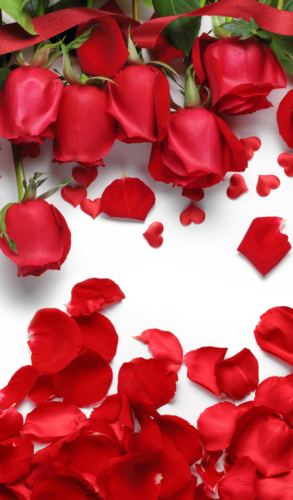 Красивые красные розы с красными лепестками на белом фоне