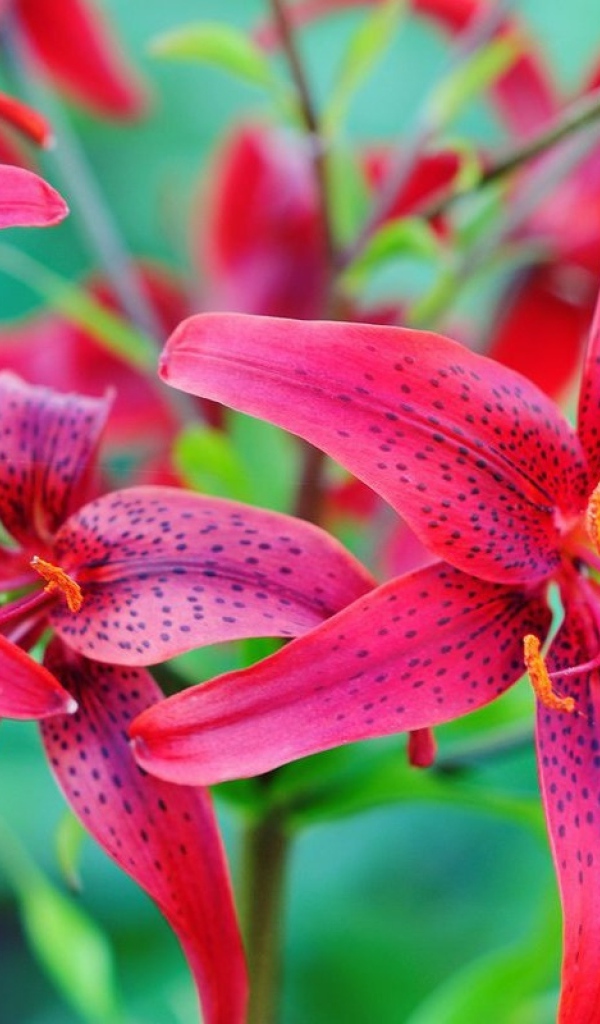 Красивые красные пятнистые лилии